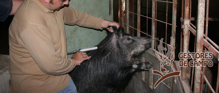 Venta - Jabalíes vivos