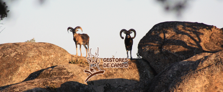 Slider pagina principal