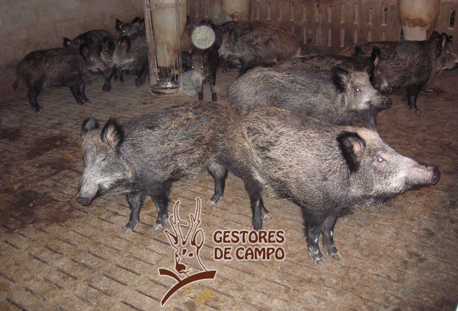 Servicios - Servicios veterinarios especializados