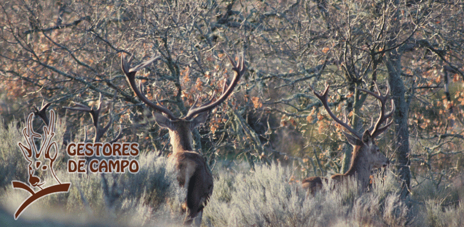 Venta - Ciervos vivos